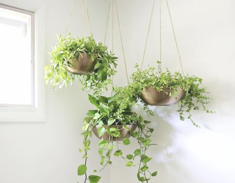 Ventanal con plantas