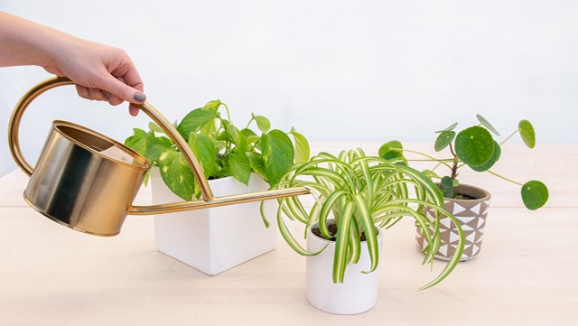 Plantas siendo regadas